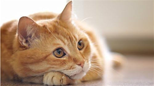 PETS HEALTH SOLUTION Cat Senior vitamine-suport pentru șold și articulații-tratarea pisicilor-formulă sănătoasă avansată -