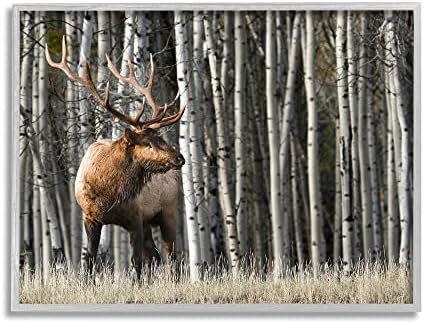 Stupell Industries Elk care iese din copaci de mesteacăn Fotografie de pădure de animale, design de Danita Delimont