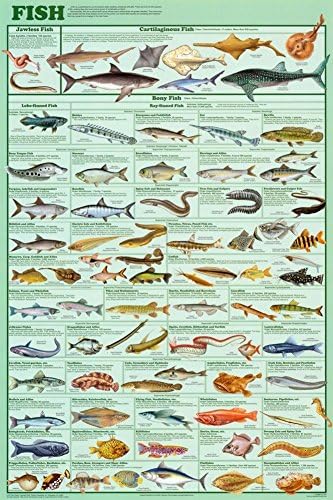 Specii de pește Afișul grafic educațional și decorativ 24 x 36