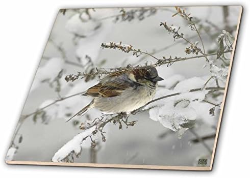 3Drose Christmas în New York House Sparrow în Snow Central Park-Ceramic Tile, 4